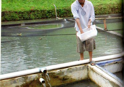 Mengapa Pentingnya Memperhatikan Waktu Pemberian Pakan pada Ikan Tambak?