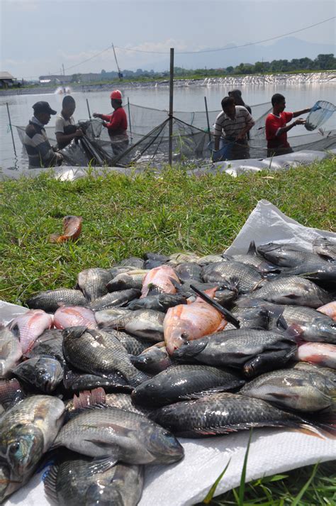 Bagaimana Cara Merawat Ikan Tambak dengan Baik?