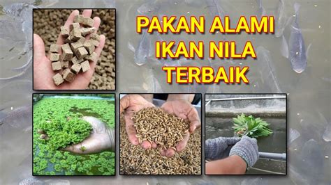 Pakan Alami untuk Ikan Nila