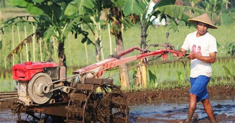 Rahasia Menjadi Petani Ikan yang Berhasil