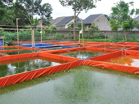 Memilih Kolam Ikan yang Tepat untuk Budidaya