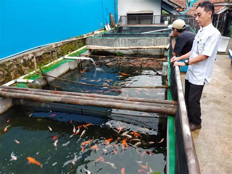 Membangun Usaha Budidaya Ikan yang Menguntungkan