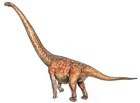 Mengenal Dinosaurus Erketu