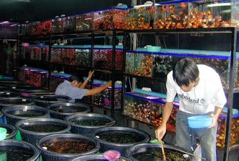 Mencari Peluang Pasar Baru Ikan Hias