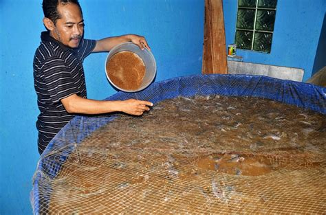 Menghasilkan Ikan Berkualitas Tinggi dengan Teknik Budidaya yang Tepat