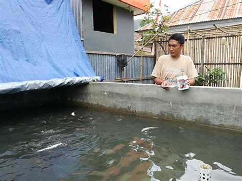 Memulai Budidaya Ikan Patin di Rumah