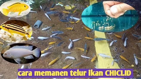 Memanen dan Memasarkan Ikan Hias