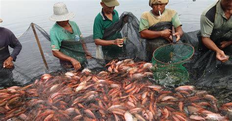 Cara Mengurangi Biaya Produksi Budidaya Ikan