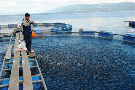 Bagaimana Menentukan Jumlah Pakan yang Diberikan pada Ikan Tambak?