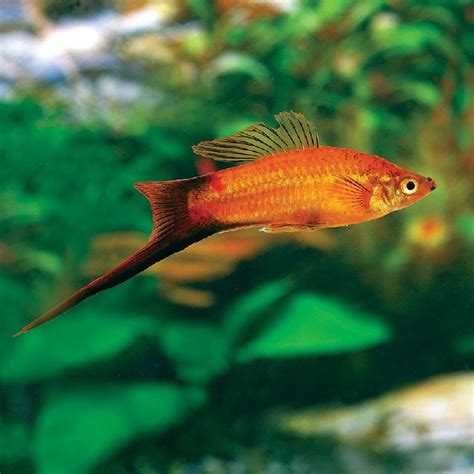 Panduan Lengkap Budidaya Ikan Swordtail