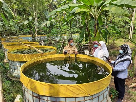 Bagaimana Mengatur Lingkungan Budidaya Ikan?