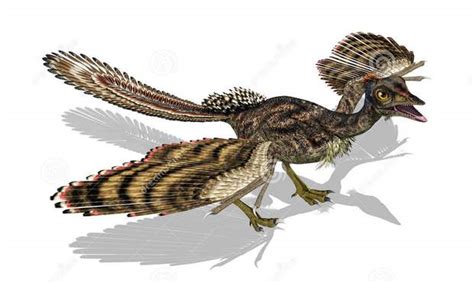 Bagaimana Dinosaurus Berevolusi Menjadi Burung?