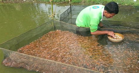 Teknik Pemijahan Ikan Hias