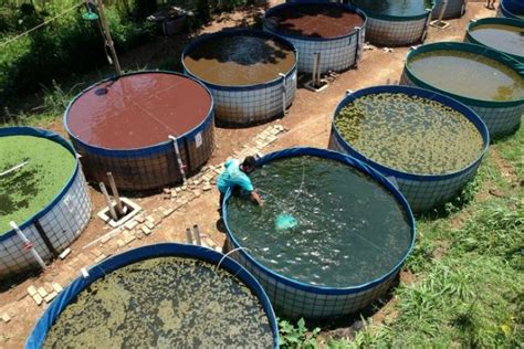 Teknik Budidaya Ikan Mas dengan Sistem Bioflok