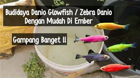 Teknik Budidaya Ikan Zebra Danio