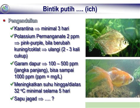 Cara Meminimalkan Resiko Budidaya Ikan