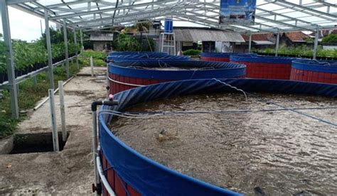 Teknik Penangkaran Ikan Hias Laut