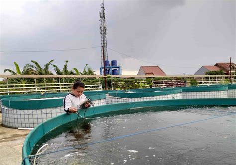 Pentingnya Kualitas Air dalam Budidaya Ikan