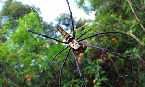 Cara Melindungi Ikan dari Serangan Predator