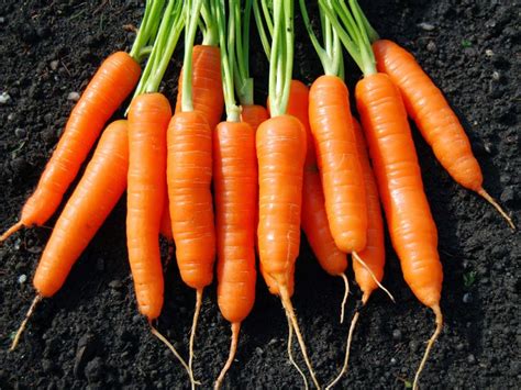 Buah wortel segar untuk mempercepat penyembuhan sakit mata
