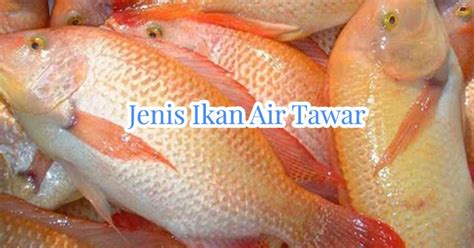 Jenis-jenis Ikan yang Cocok untuk Dibudidayakan