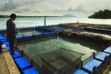 Bagaimana Cara Memastikan Bahwa Ikan Tambak Mendapatkan Asupan Karbohidrat yang Cukup?