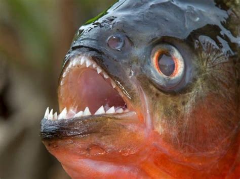 Panduan Lengkap Budidaya Ikan Piranha