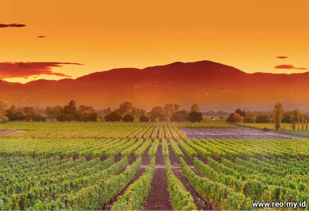 kebun anggur california matahari terbenam
