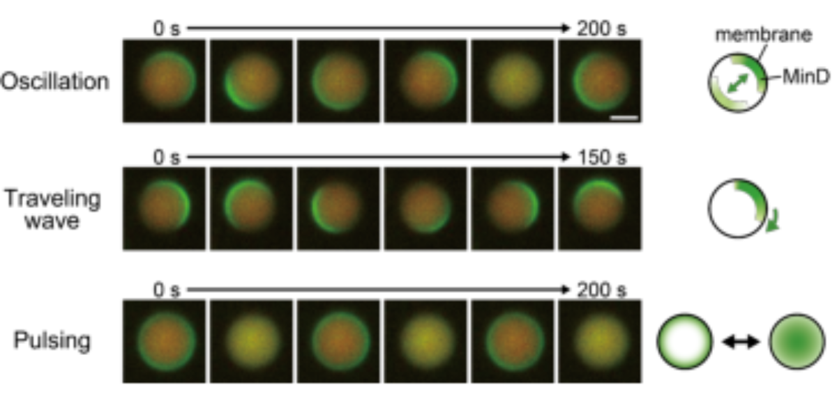 原论文 Figure 2:Various dynamics of Min waves reconstituted in artificial cells.