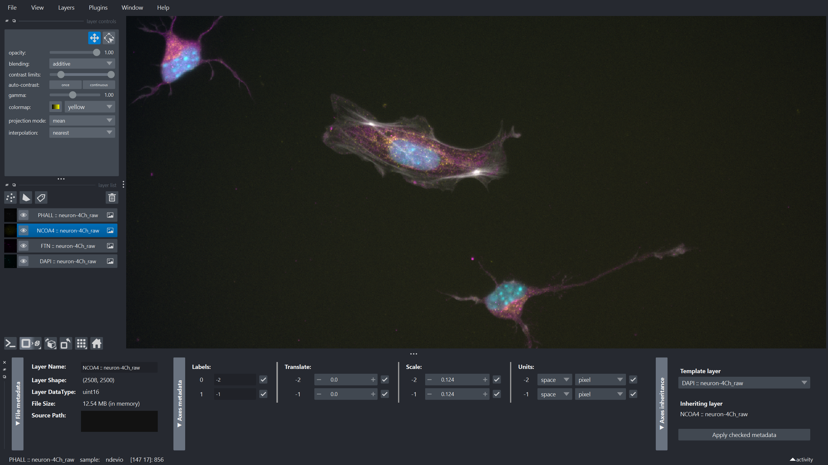 Screenshot of napari displaying an image of neurons, with the napari-metadata Layer Metadata widget across the bottom of the viewer.