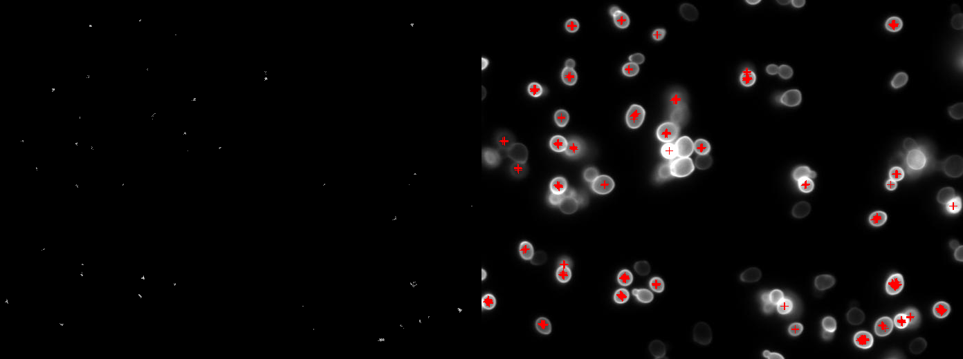 output_cells_combined