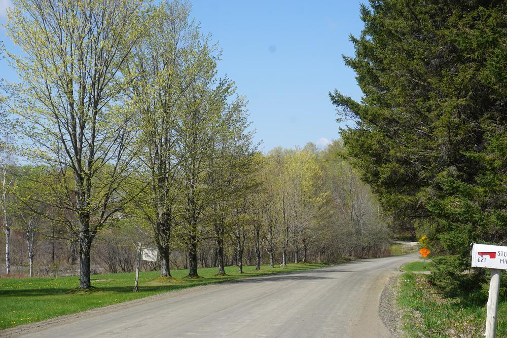 rows of maples lining the road, a classic vermont trope