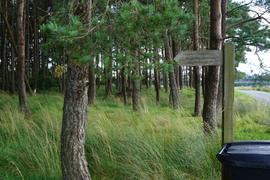 footpaths through the trees