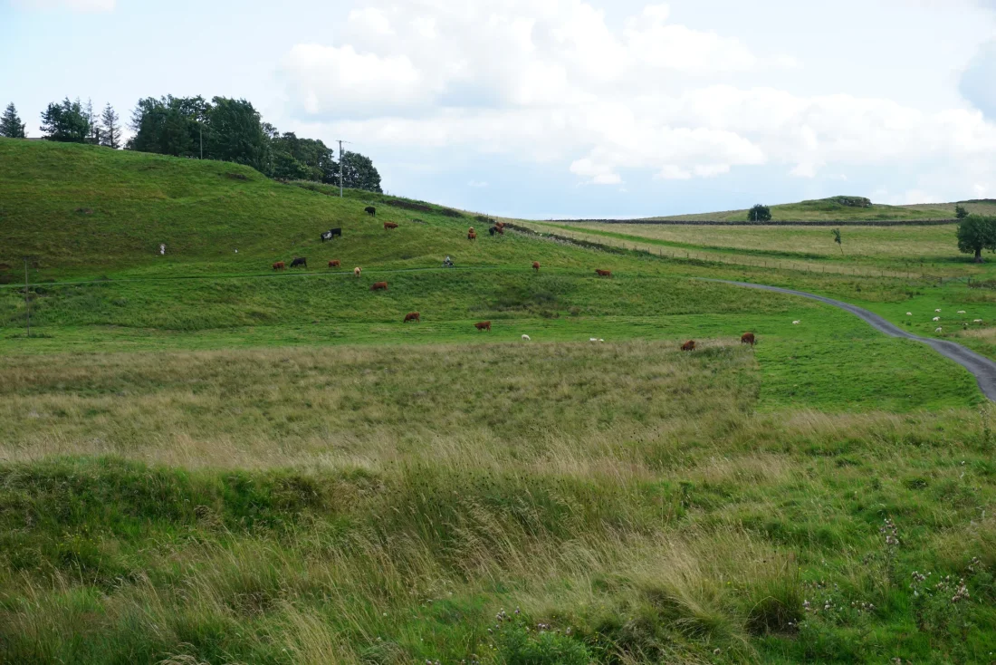 meg rides among the cows