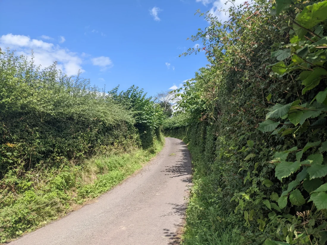 setting the scene in the labyrinthian roadside hedges of wales