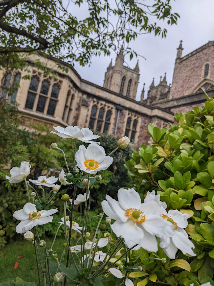 flowers in the cathedral garden