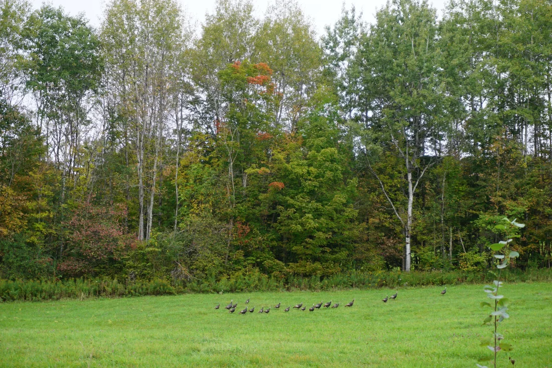 turkeys on the descent