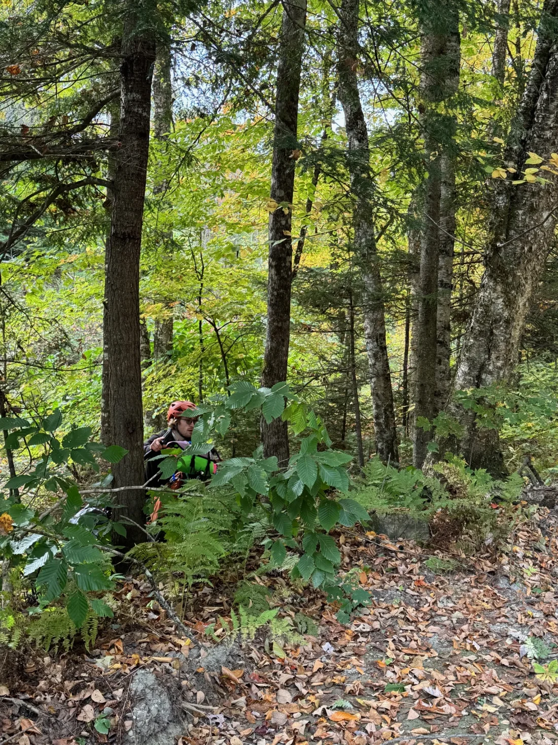 easy bushwhacking