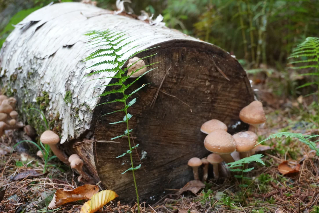 lovely campsite shrooms