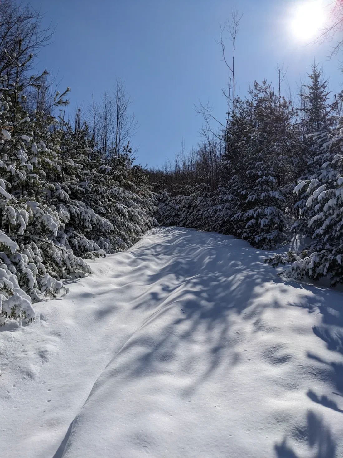 technically a glade, but actually just a trail