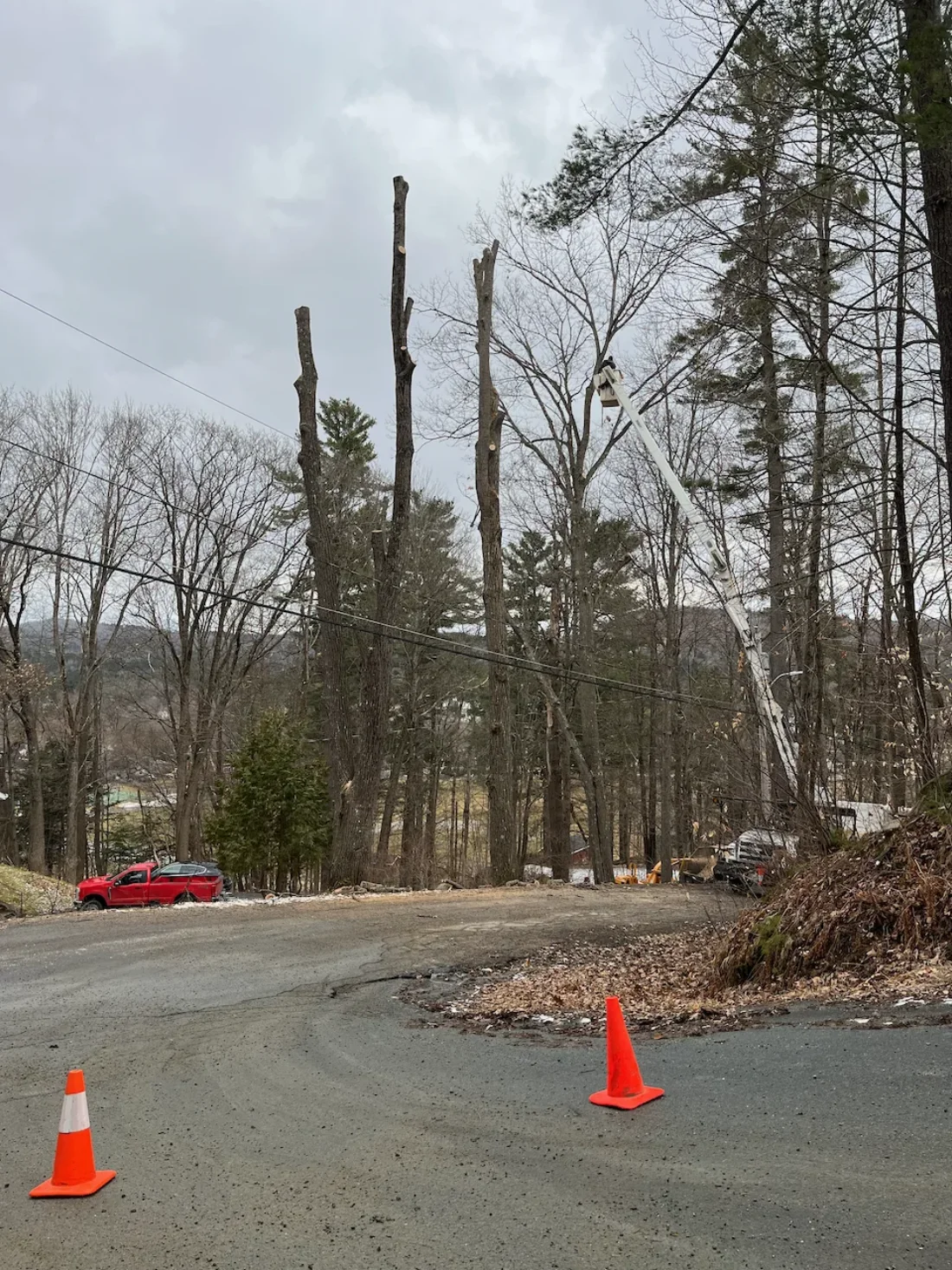 grrrr tree removal