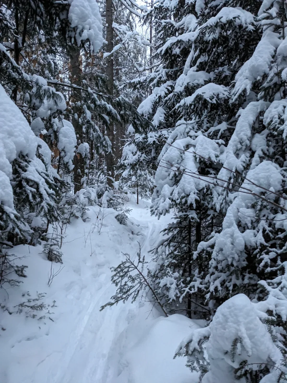 tight trees on the prkr trails
