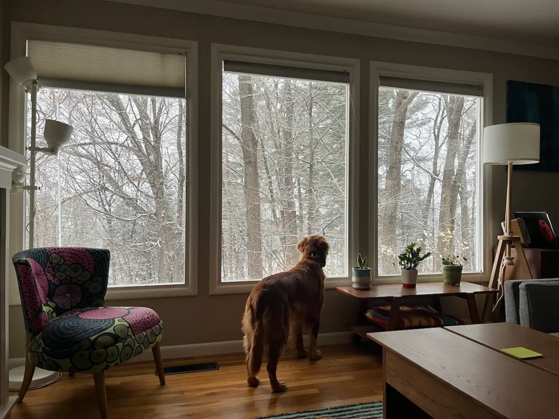 dog watches squirrel army