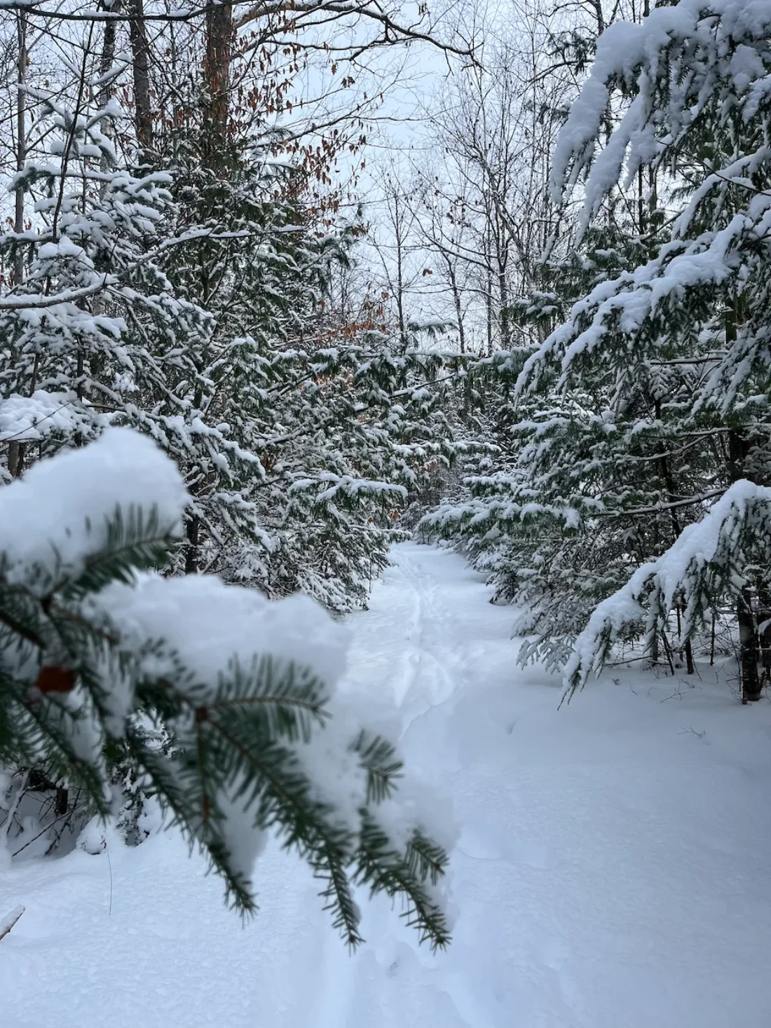 snowy boughs