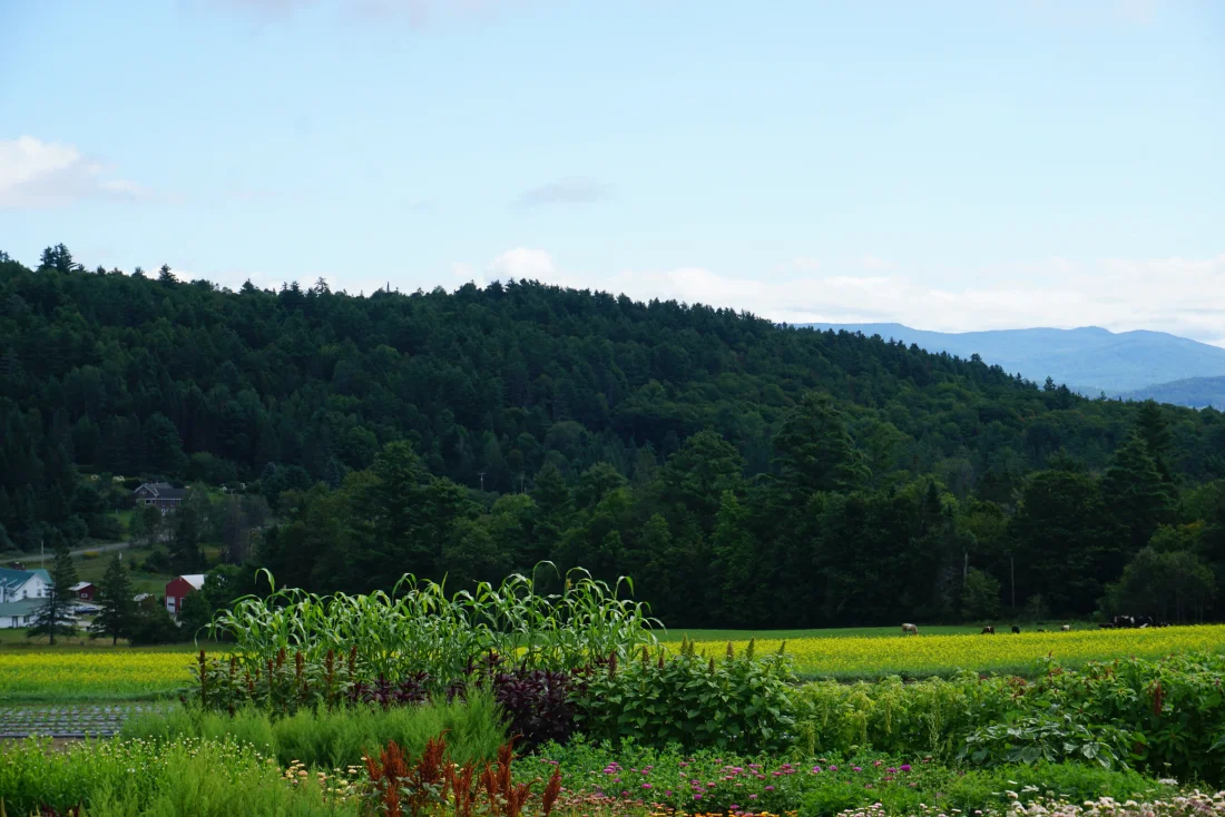 corn; zinnias; cows