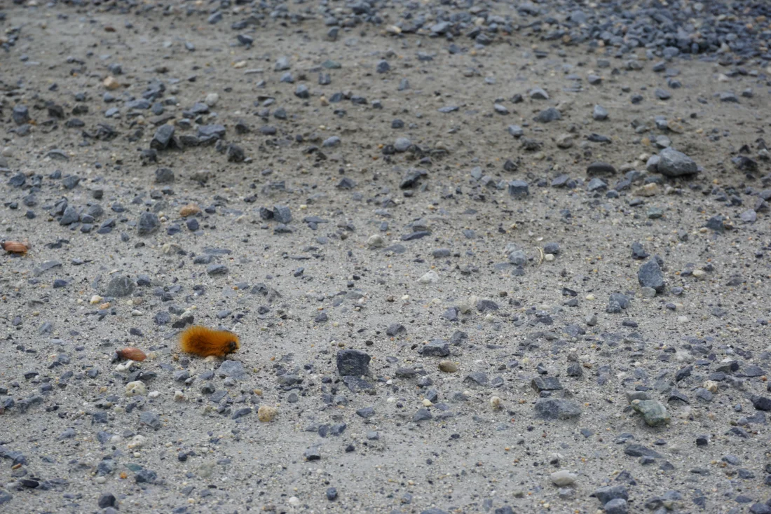 a very fast not-quite-wooly caterpillar