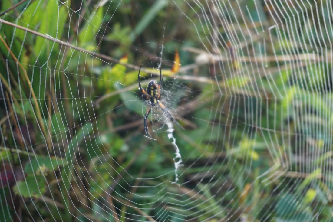 WAS (wet arse spider)