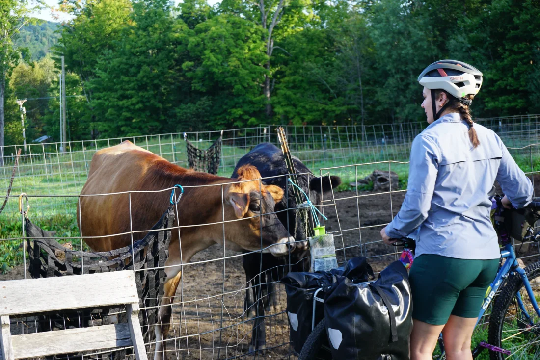 goodbye sweet cows