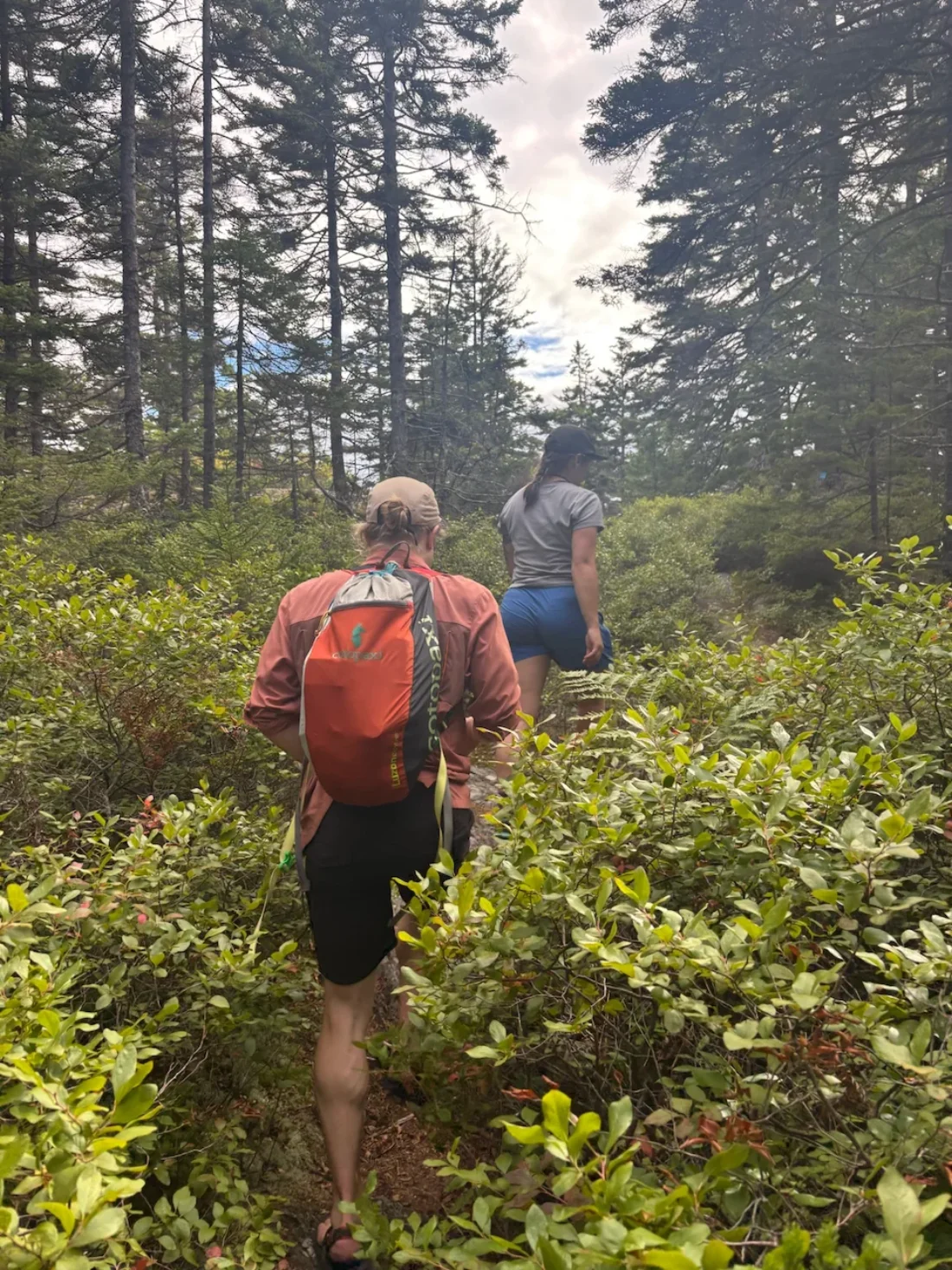 hiking back towards the campground through some very aggressive blueberry bushes