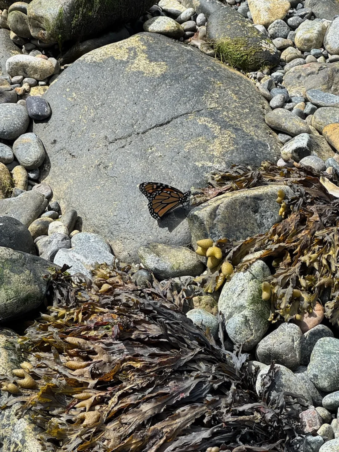 a seal yielding to the power of our binocular vision -- wait no that's just a nice monarch